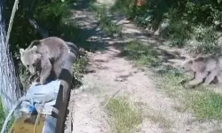 Kastamonu'da yavru ayılar suyla oynayarak serinledi