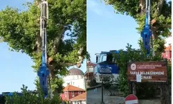 Kastamonu'da Karadeniz'i selamlayan asırlık çınar ağacı bakıma alındı