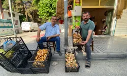 Taşköprü'de mantar sezonu açıldı!