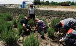 Düzce'de "Tarım Akademisi" arazisinde tıbbi aromatik bitki üretilecek