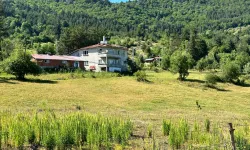 Kastamonu'da artan domuz popülasyonu canlarından bezdirdi: Tarlalarını ekemez hale geldiler