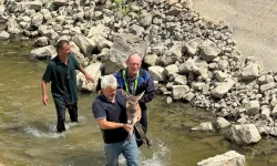 Kastamonu'da Su Kanalına Düşen Yaralı Karaca Kurtarıldı: Belediye Ekipleri Hızla Müdahale Etti