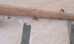 Taşköprü İlçe Merkezinde Zehirli Sarıkız Örümceği  Görüldü!