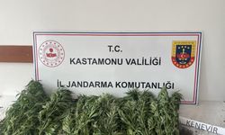 Kastamonu’da tam 132 kök kenevir ele geçirildi!