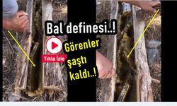 Ilgaz'da arılar ağaç kütüğünü balla doldurdu: İşte o görüntüler!