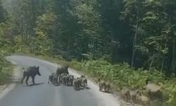 Yer Kastamonu: Biz 20 tane sayabildik! Aile gezisinde kameralara yakalandılar! (görüntülü haber)