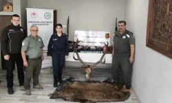 Kaçak avcılık Kastamonu'yu sarstı: Geyik sucukları bulundu!