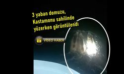 Domuzlar denizin keyfini çıkardı: Kastamonu'da 3 yaban domuzu yüzerken görüntülendi (görüntülü haber)