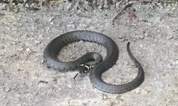 Kastamonu'da balık tutmaya gitti, sahilde yılanla karşılaştı!