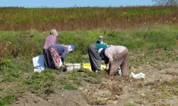 Kastamonu'da çiftçiler üretti: 7 bin 350 dekarda yaklaşık 25 bin ton hasat ediliyor!