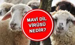 Mavi Dil Virüsü Nedir, Belirtileri Neler? Mavi Dil Hastalığı İnsana Bulaşır mı? Mavi Dil  Tedavi Yöntemi Nelerdir?