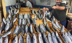 Palamut müjdesi geldi! Bu sezon fiyatı 50 liraya kadar düşebilir