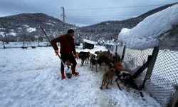 Kastamonu’da kar yağışında sokak hayvanları yalnız bırakılmadı