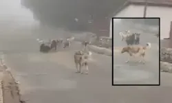 Kastamonu'da sokak köpekleri vatandaşları tedirgin ediyor!