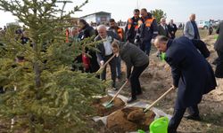 15 bin yeni fidan, Kastamonu'da orman olacak