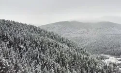 Ilgaz Dağı'nda muhteşem manzara: Karla kaplı çam ormanları görüntülendi!