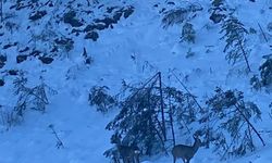 Kastamonu'da yol kenarına inen karacalar görüntülendi