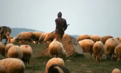 Çoban ücretleri arttı: 120 bin TL istiyorlar!