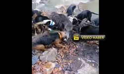 Kastamonu'da av köpekleri derede domuz avladı! (görüntülü haber)