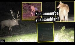 Kastamonu'da hayvanlar alemi: Hepsi de Kastamonu'da görüntülendi...