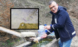 Kastamonu'da görüldü: Nesli tükenmek üzere olan tür ilgi çekti!