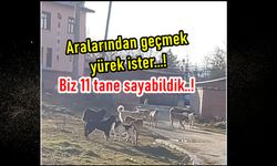 Kastamonu'nun o ilçesinde 'Köpek Çetesi': Biz 11 tane sayabildik!