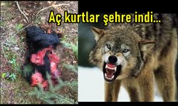 Kastamonu'da kurtlar şehre indi: Köpeği parçalayıp yedi!