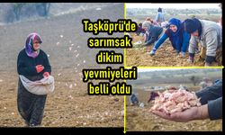 Taşköprü'de sarımsak dikim yevmiyeleri belli oldu