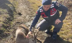 Kastamonu'da yaralı karacaya yardım eli!