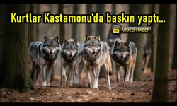 Kastamonu'da kurtlar köyü bastı: Kurtlar inek ve köpeği parçalayıp yedi! (görüntülü haber)