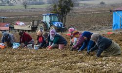 Taşköprü'de "beyaz altın" toprakla buluştu!