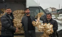 Yılın en yüksek fiyatından 400 kilogram Taşköprü sarımsağı satıldı!