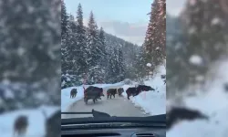 Kastamonu'da vatandaşlar kaydetti: Domuz sürüsü şaşkınlık yarattı!