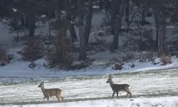 Kastamonu'da aç kalan karacalar köylere inerek otladı