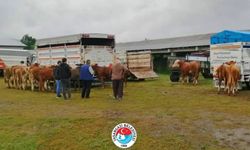 Kastamonu’nun ilçesinde kurban pazarlıkları başladı