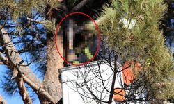 Kastamonu'nun komşusunda feci olay: Ağaç budarken canından oldu!