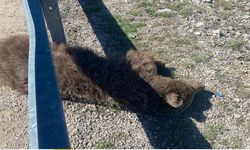 Kastamonu'da üzücü olay: Annesi ve yavrusu öldü!