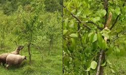 Ayı sezonu açtı: Kastamonu’da bahçeye zarar verdiler