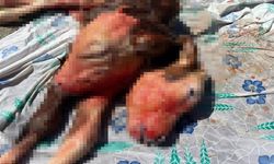 Kastamonu'nun komşu ilinde yüz binde bir görülen olay! (görüntülü haber)