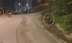 Kastamonu'da şehir merkezine domuz sürüsü indi!