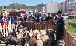 Kastamonu'nun o ilçesinde hayvan pazarı açıldı