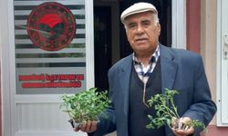 Hanönü'de üreticiye destek yağdı: 25 bin adet fide dağıtıldı!