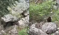 Horma Kanyonu’nda ayı sürprizi! Doğanın sessiz tanıkları kamerada
