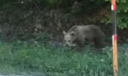 Kastamonu’da yavru ayı fazla ilgiden bunaldı, ormana kaçtı (görüntülü haber)
