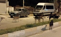 Başı boş gezemeyecekler: Kastamonu'daki ilçede hepsi teker teker toplanıyor!