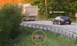 Kastamonu’da ayılar her yerde görüntü veriyor! (görüntülü haber)