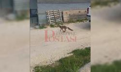 Kastamonu Üniversitesi'nde tilki görüntülendi