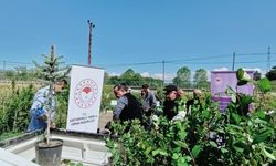 Kastamonu’da Aronya Üretimine Büyük Destek: 1310 Fidan Dağıtıldı