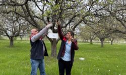 Kastamonu'da Elma İçkurdu İle Mücadele Başladı