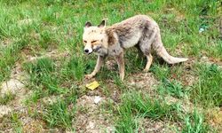 Kastamonu'nun ilçesinde görüntülendi: Vatandaş börekle besledi!